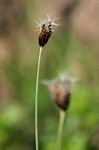 Bulbostylis schoenoides
