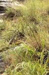 Costularia natalensis
