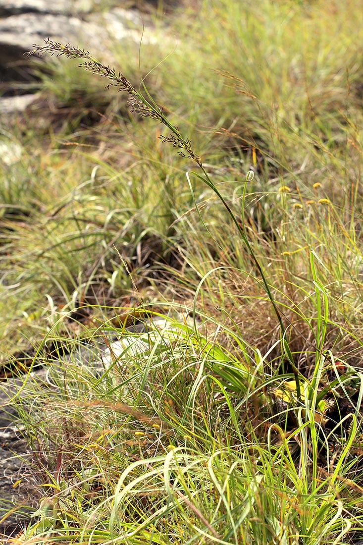 Costularia natalensis