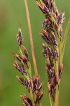 Costularia natalensis