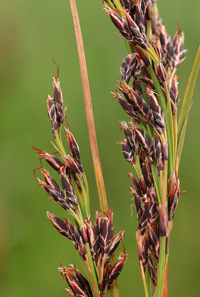 Costularia natalensis