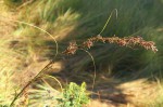 Costularia natalensis