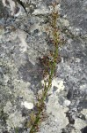 Costularia natalensis