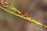 Costularia natalensis