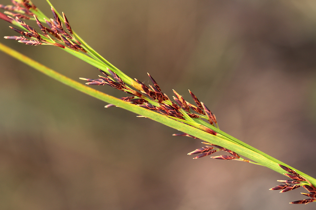 Costularia natalensis