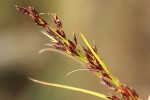 Costularia natalensis