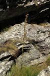 Costularia natalensis