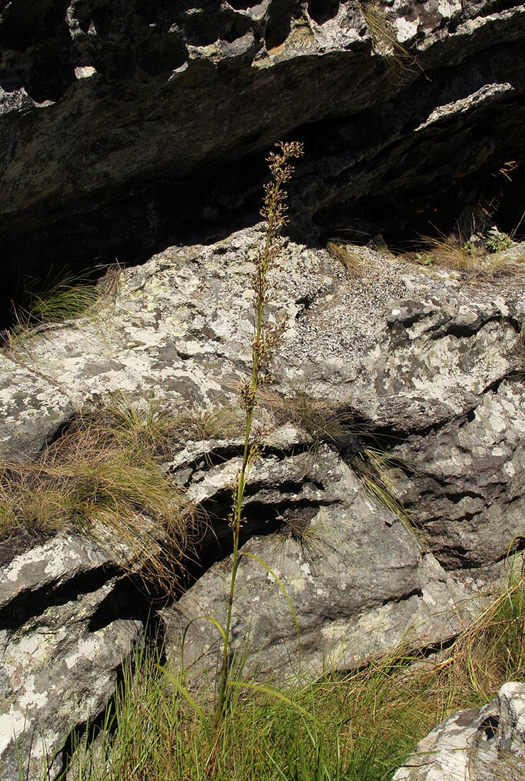 Costularia natalensis