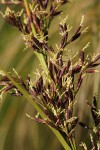 Costularia natalensis