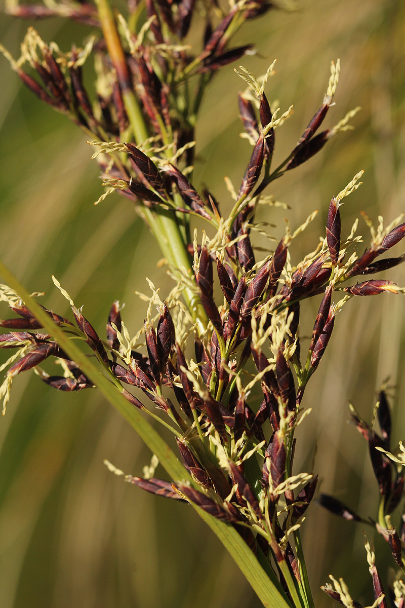 Costularia natalensis