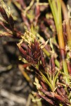 Costularia natalensis