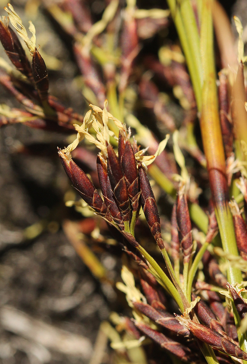 Costularia natalensis