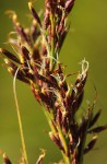 Costularia natalensis