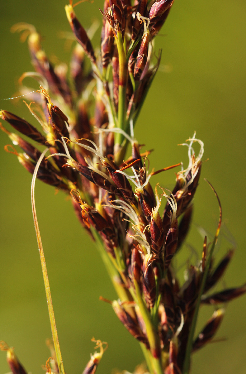 Costularia natalensis