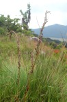 Costularia natalensis