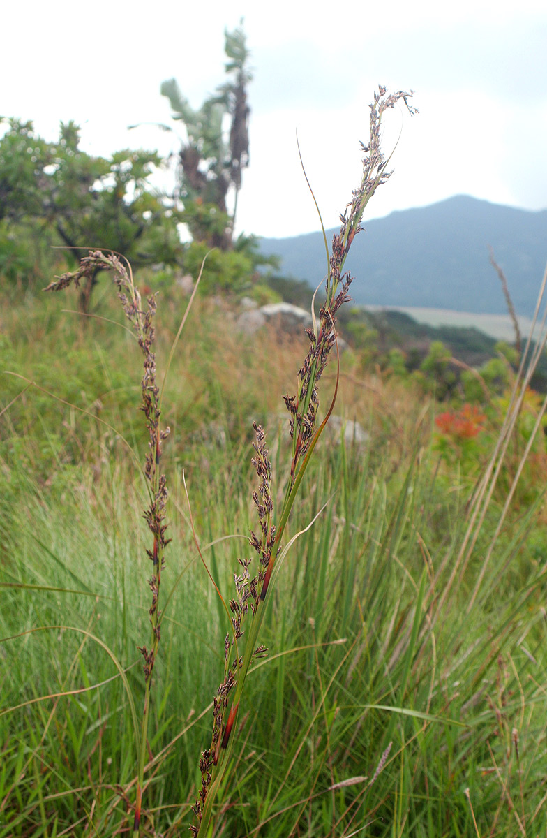 Costularia natalensis