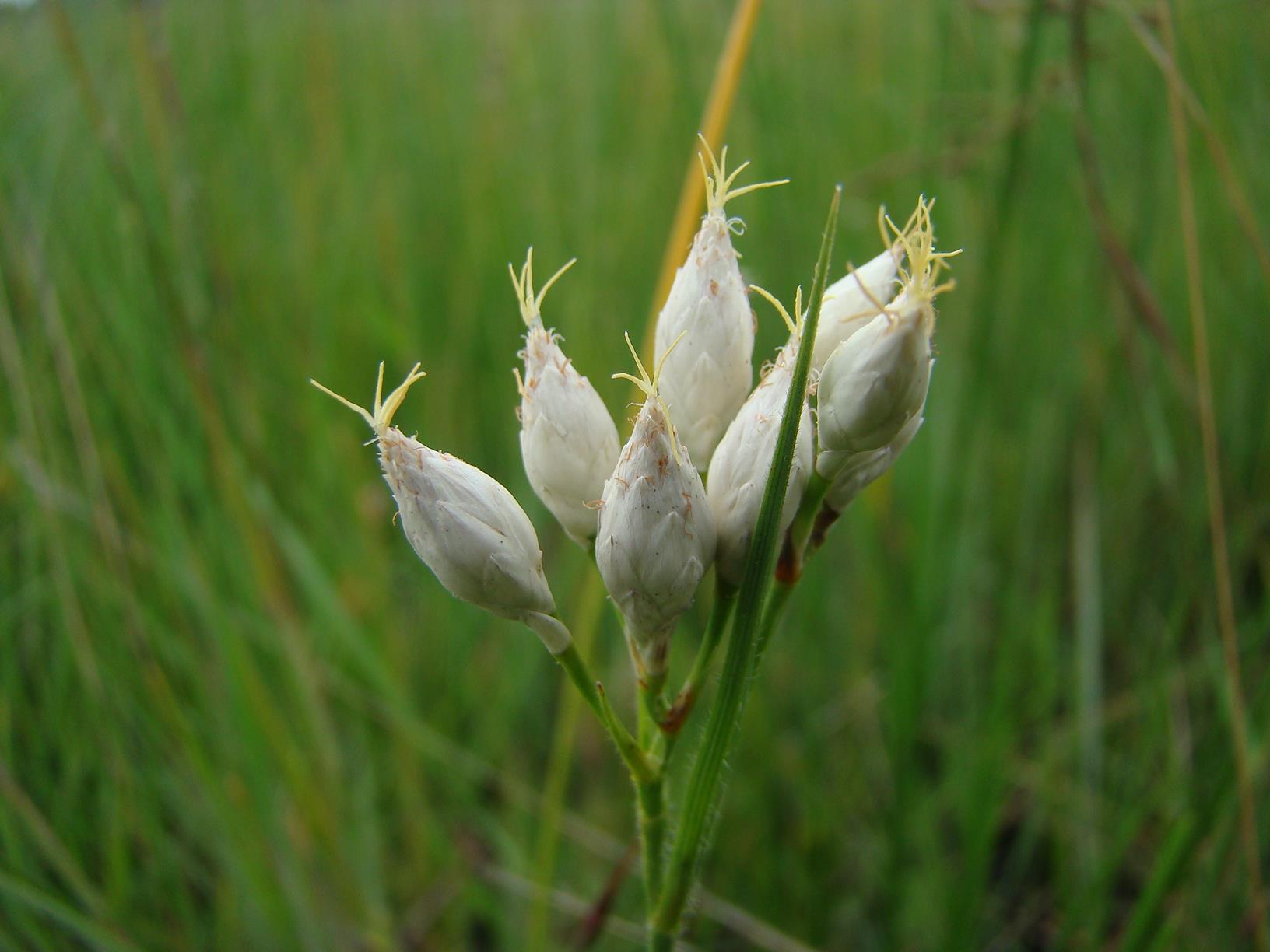 Rhynchospora candida