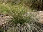 Coleochloa setifera