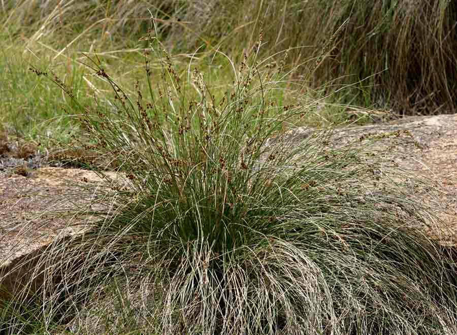 Coleochloa setifera