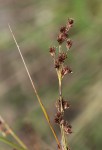 Coleochloa setifera