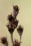 Coleochloa setifera
