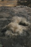 Coleochloa setifera