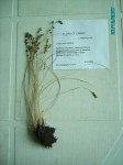 Coleochloa setifera