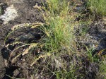 Coleochloa setifera