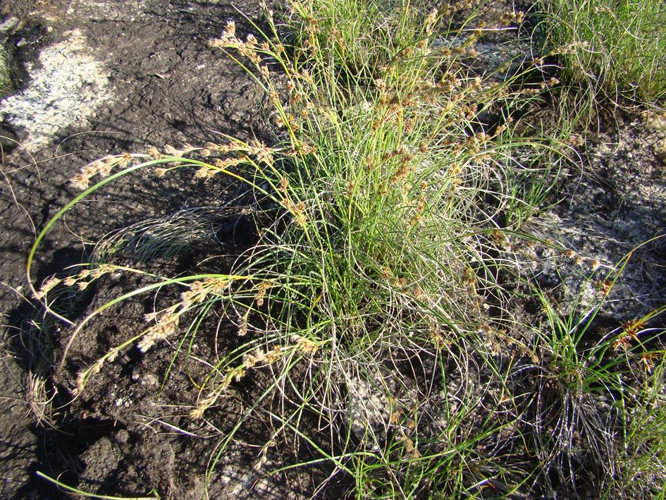 Coleochloa setifera