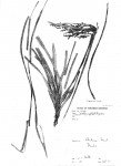 Scleria griegifolia