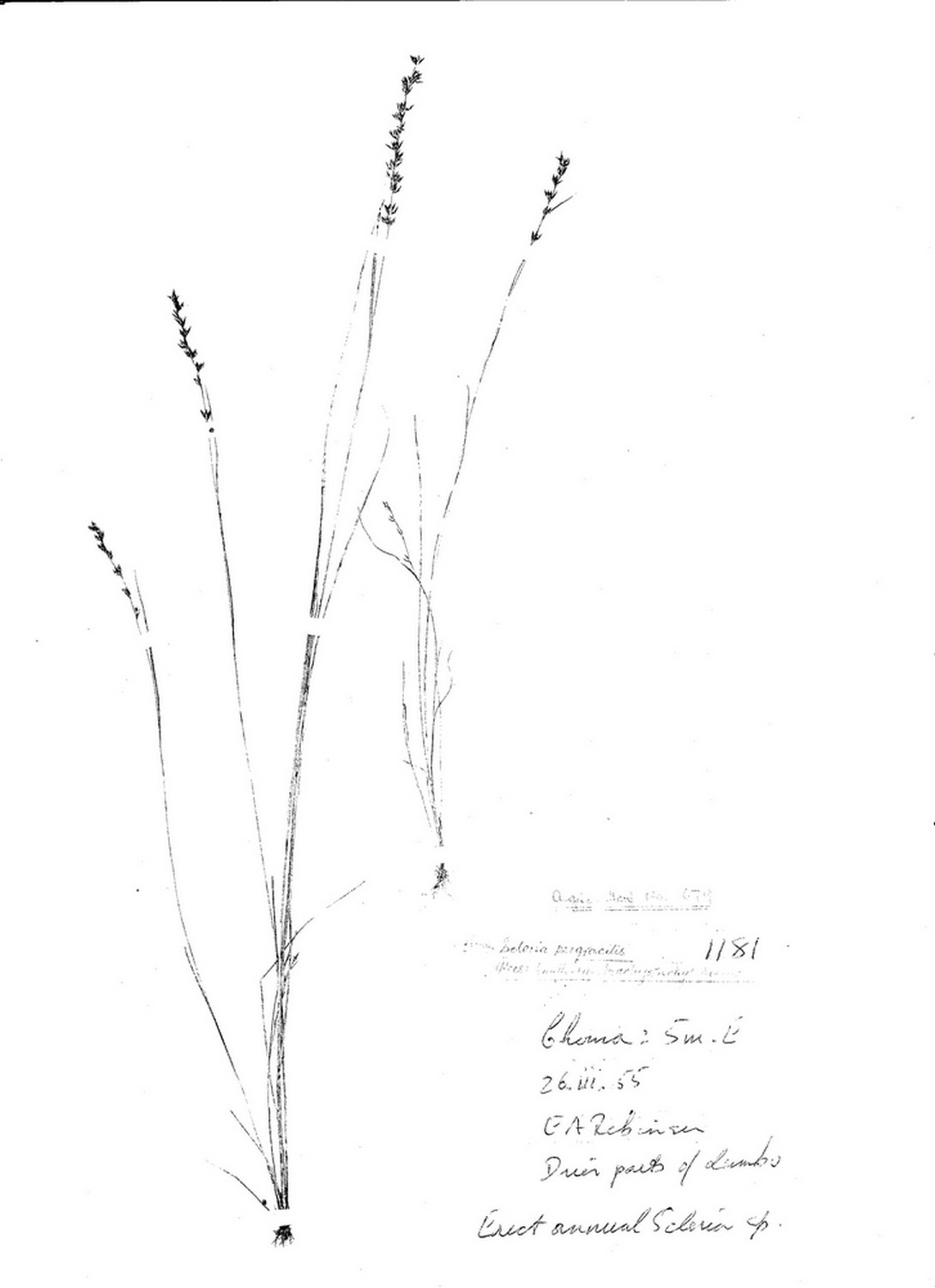 Scleria pergracilis