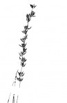 Scleria pergracilis