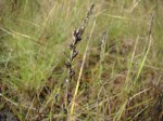 Scleria pergracilis