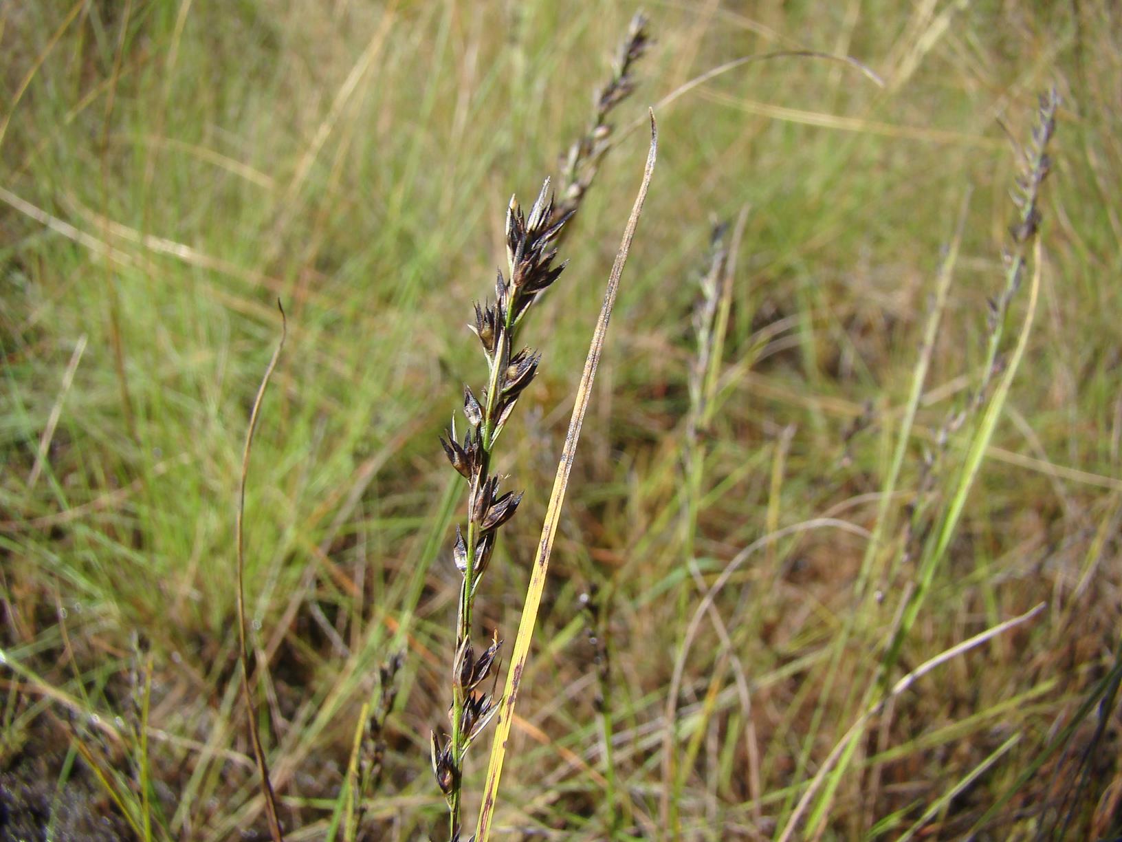 Scleria pergracilis
