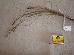 Scleria pergracilis