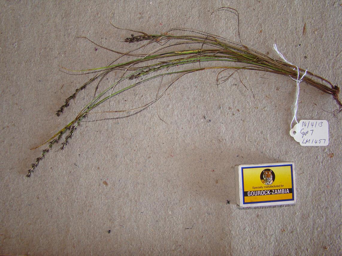 Scleria pergracilis
