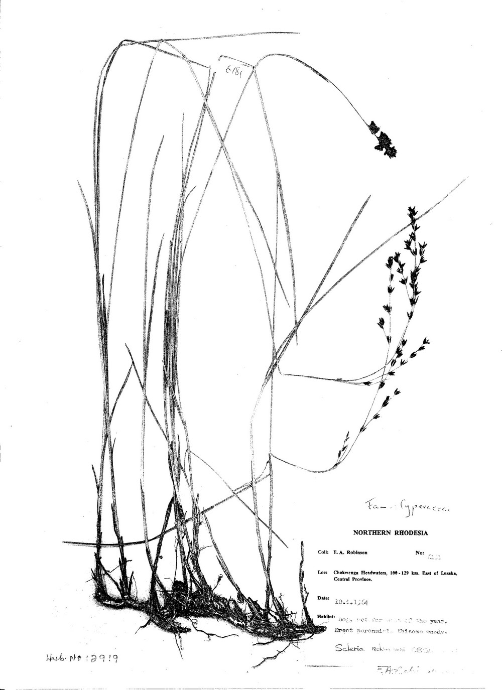 Scleria rehmannii