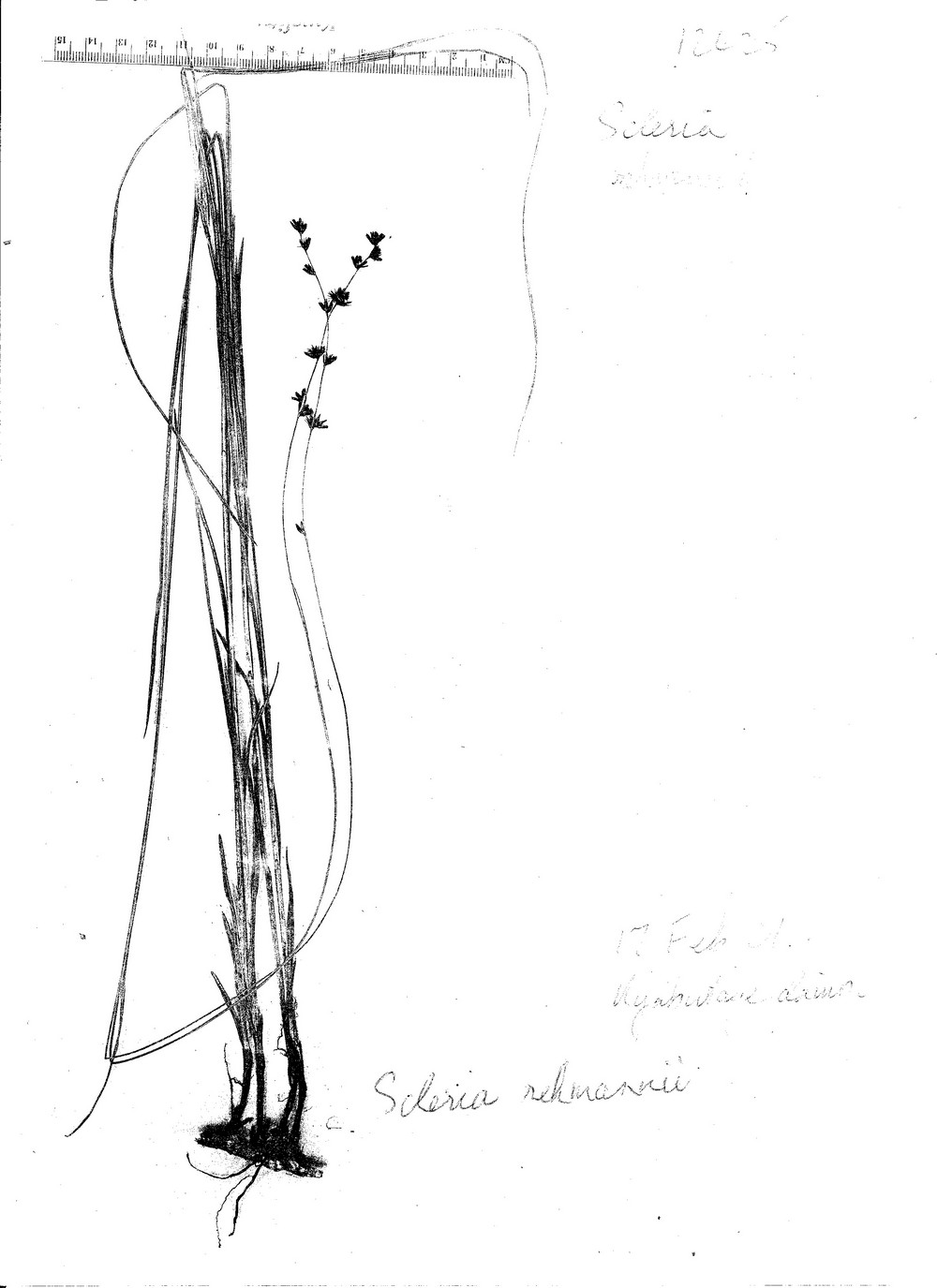 Scleria rehmannii