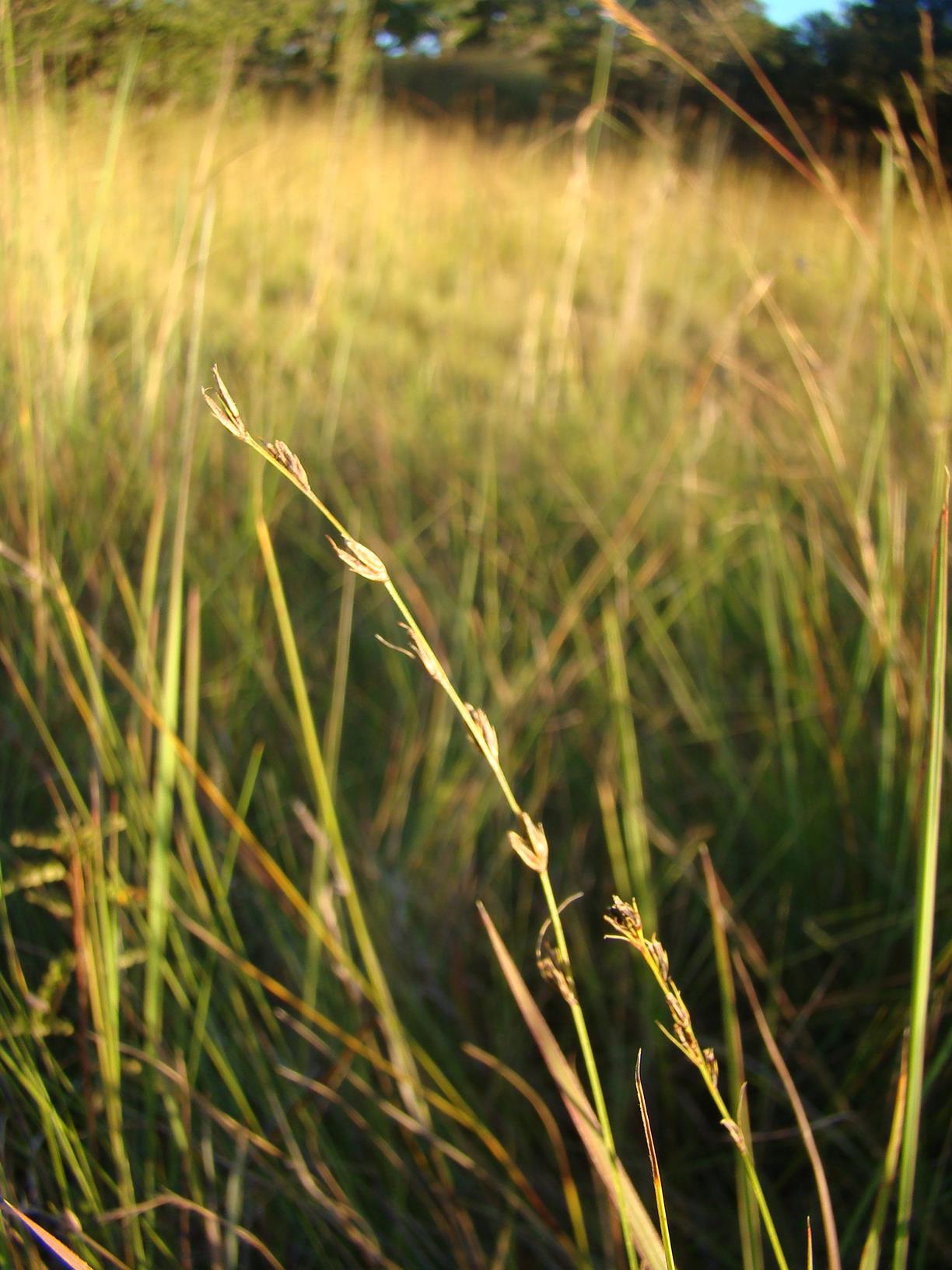 Scleria rehmannii