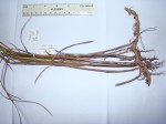Scleria rehmannii