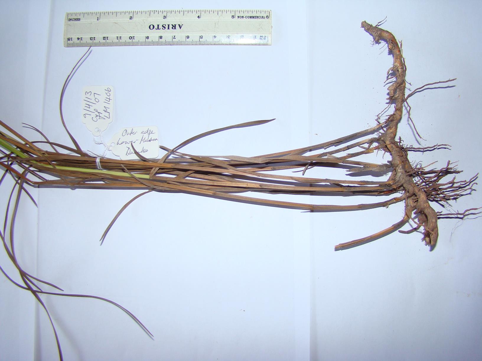 Scleria rehmannii