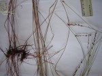 Scleria rehmannii