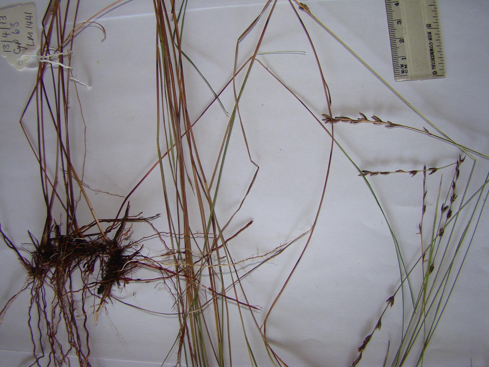 Scleria rehmannii
