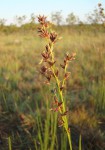 Scleria welwitschii