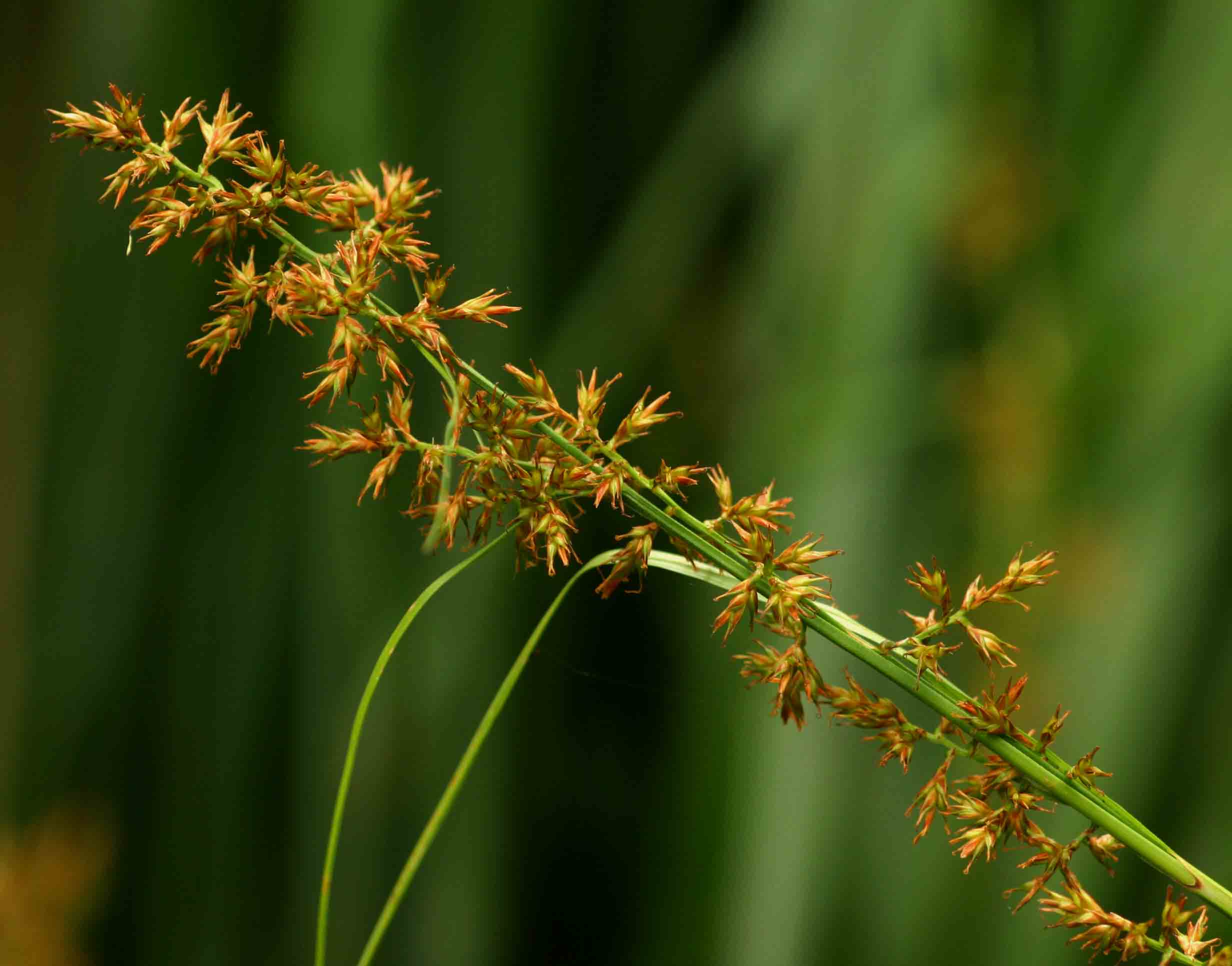 Carex spicato-paniculata
