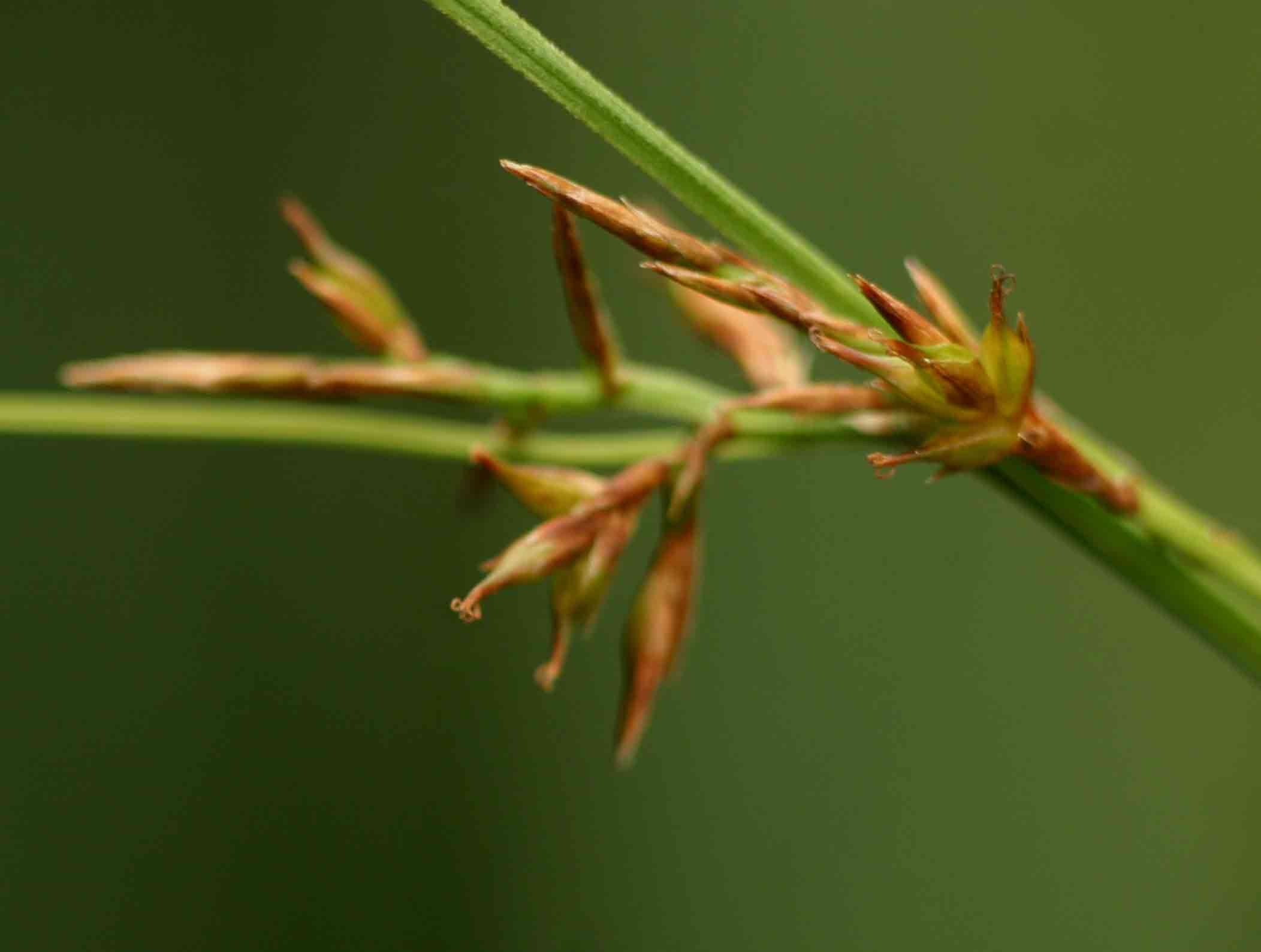 Carex spicato-paniculata