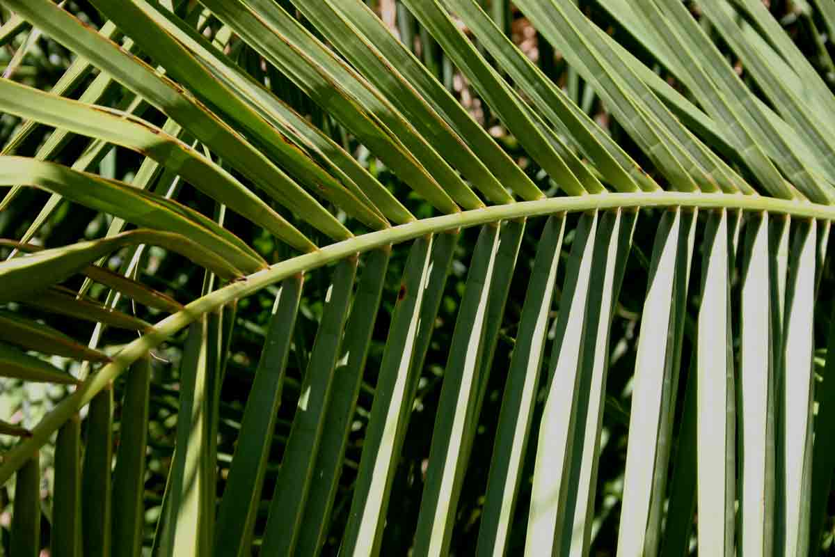 Phoenix reclinata