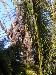 Raphia farinifera