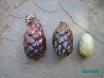 Raphia farinifera