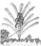 Raphia farinifera
